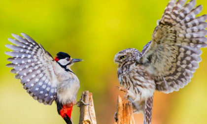 Oai hùng cuộc chiến gõ kiến và cú mèo