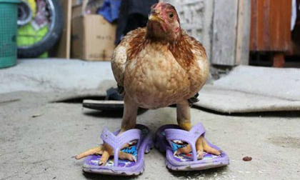  Những khoảnh khắc đáng yêu của động vật