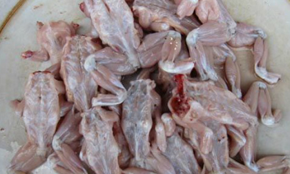 Mẹ chết, hai con nhập viện vì ăn thịt cóc