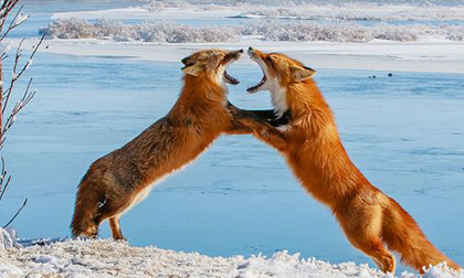 Ảnh động vật đẹp nhất tháng 7