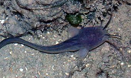 Bị cá ngát đâm, thay máu 4 lần vẫn tử vong