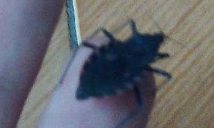Xuất hiện bọ xít hút máu người ở Hà Nội