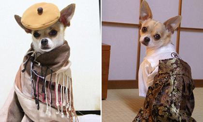 Ngắm những chú chó ngộ nghĩnh, sành điệu hơn cả chủ