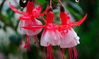 Những bông hoa đẹp đua nhau khoe sắc tỏa hương (P11)