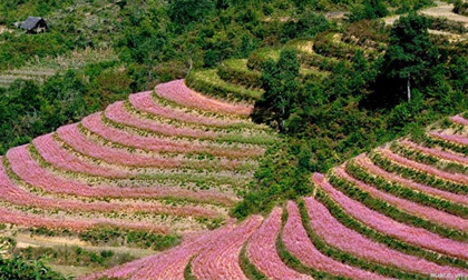 Rủ nhau đi ngắm tam giác mạch Tây Bắc