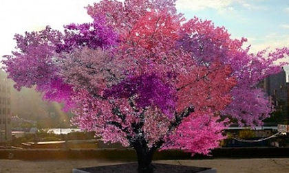 Cây kỳ lạ ra tới 40 loại quả khác nhau