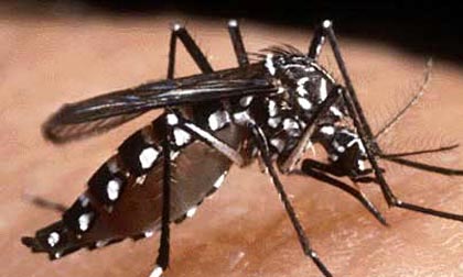 Hà Nội xuất hiện ổ dịch sốt xuất huyết đầu tiên