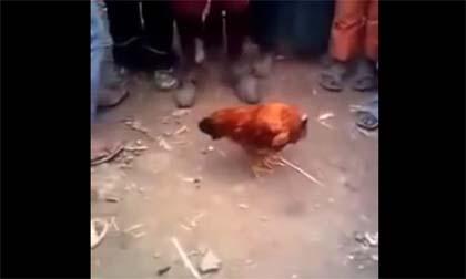 Clip sốc gà mất đầu vẫn chạy