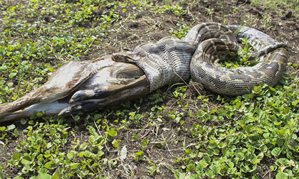 Cận cảnh trăn đá Ấn Độ nuốt gọn linh dương khổng lồ