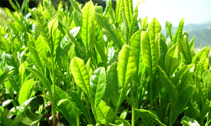 Mẹo trị hói đầu đơn giản mà hiệu quả