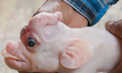 Lạ: Xuất hiện lợn có vòi giống hệt voi