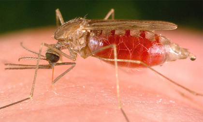 Sốt xuất huyết nguy hiểm thế nào?