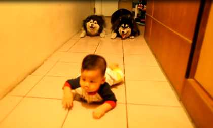 Hài hước hai chú chó thi bò với em bé siêu yêu