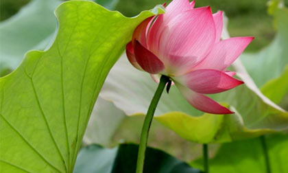 Vì sao lại kiêng động thổ xây nhà và mua xe trong 'tháng cô hồn'?