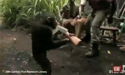 Suýt mất mạng vì đưa súng cho khỉ