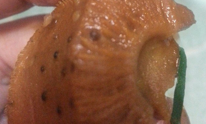 Hoảng hồn với món bò kho đầy dòi ở Vĩnh Long