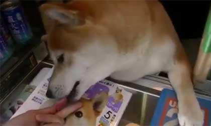 Chú chó bán hàng dễ thương tại Nhật