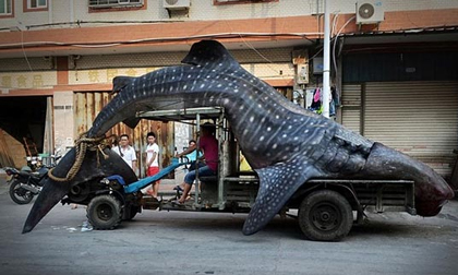 Phát hiện 'quái vật biển' hình thù kỳ dị nặng 2 tấn, dài gần 5m