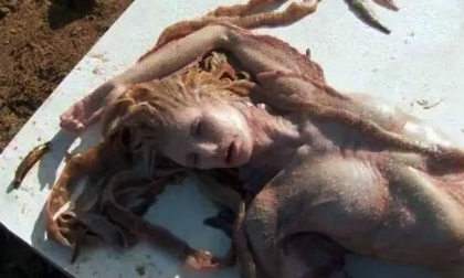 Thêm video gây sốc chứng minh nàng tiên cá có thật. 