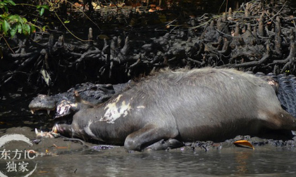Kinh hãi cá sấu nuốt trâu mộng to hơn mình