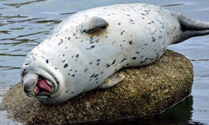 Ngắm những chú hải cẩu cười nắc nẻ như trẻ thơ