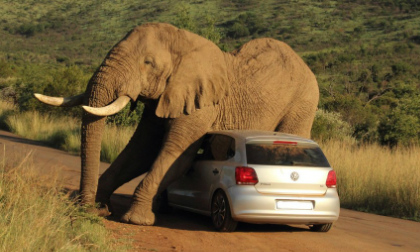 Ngộ nghĩnh chú voi kẹp chặt ô tô để...  gãi ngứa