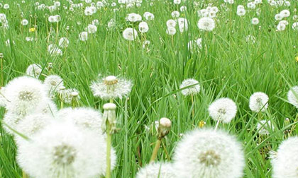 5 loại thảo dược mang đến cho bạn khuôn ngực mịn màng tròn trịa