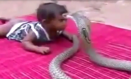 Kinh hãi nhìn cảnh em bé chơi với rắn hổ mang chúa