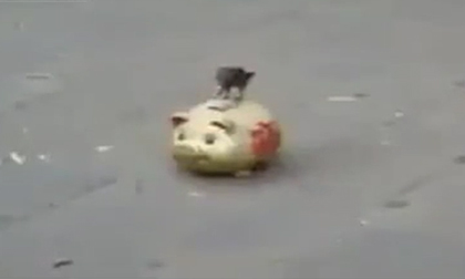 Kinh ngạc chú chim biết đi xin tiền