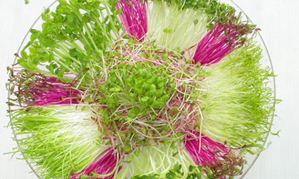 Độc hại chết người từ rau mầm mẹ nên biết