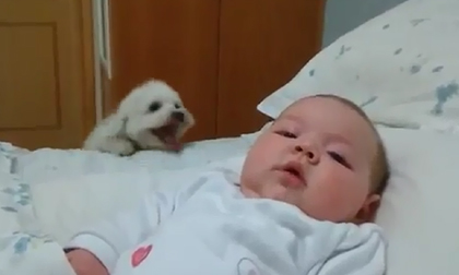 Chú cún cưng nỗ lực làm quen với em bé
