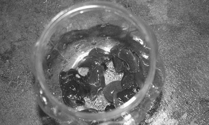 Thực hư chuyện nuốt mật cóc chữa bệnh ung thư