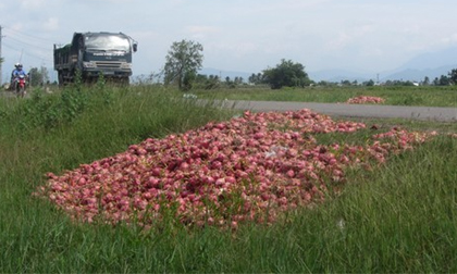 Thanh long rớt giá đổ đầy đường quốc lộ