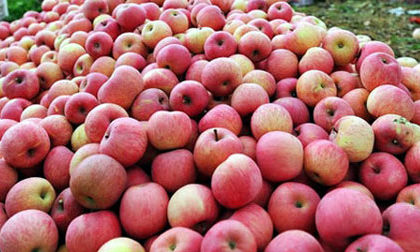 Táo Trung Quốc trên thị trường có bị nhiễm độc?