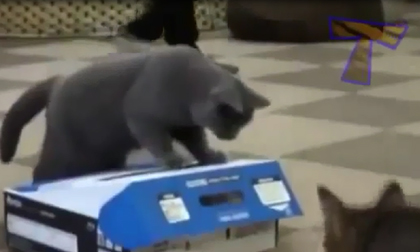 Cười vỡ bụng với những hành động ngộ nghĩnh của động vật