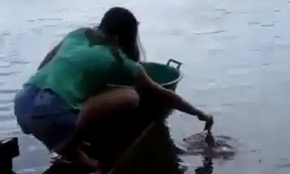 Choáng với thiếu nữ tay không câu cả đàn cá hổ trong chớp mắt