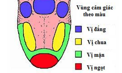 Vị giác: Những điều thú vị mà nhiều người thường bỏ qua