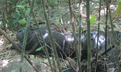 Kinh hoàng phát hiện xác chết bị cắt rời đầu trong rừng
