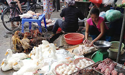 Cảnh báo: Cúm gia cầm H5N6 cực độc đe dọa ở Việt Nam