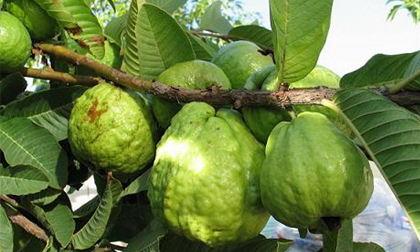 Tác dụng chữa bệnh thần kì của cây ổi