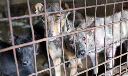 Phỏng vấn 2 thanh niên đã trộm 4.000 con chó