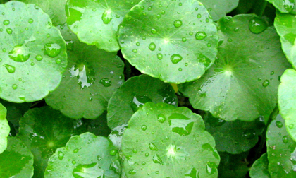 Xóa sẹo lõm hiệu quả bằng phương pháp dân gian