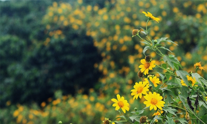 Tử vi may mắn tuần mới cho bạn 25/8 - 31/8/2014