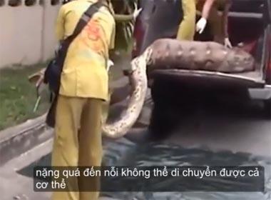 Nuốt trộm con lợn, trăn khủng chết nghẹn