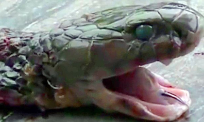 Đầu rắn hổ bị cắt lìa 20 phút vẫn cắn chết người