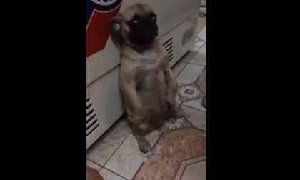 Clip dạy chó gây sốt trên thế giới của thanh niên Việt Nam 