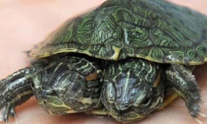 Phát hiện rùa con 2 đầu vô cùng quý hiếm