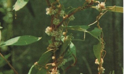 Thêm 3 bài thuốc trị chứng khó thụ thai