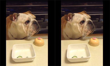 Kiểu ăn sang chảnh của cún cưng