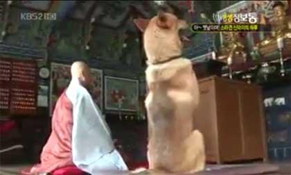 Thú vị chú chó biết đi lễ chùa